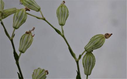 Fotografia da espécie Silene colorata