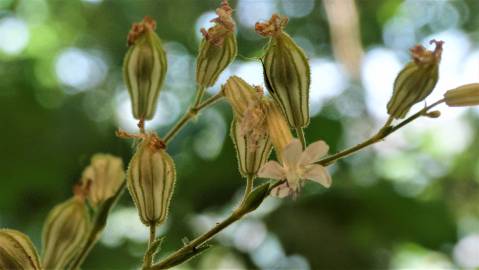 Fotografia da espécie Silene colorata