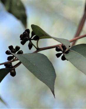 Fotografia 10 da espécie Corymbia citriodora no Jardim Botânico UTAD