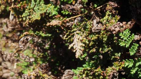 Fotografia da espécie Cheilanthes hispanica