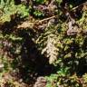 Fotografia 9 da espécie Cheilanthes hispanica do Jardim Botânico UTAD