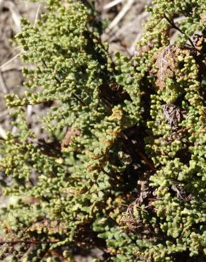 Fotografia 12 da espécie Cheilanthes hispanica no Jardim Botânico UTAD