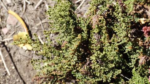 Fotografia da espécie Cheilanthes hispanica