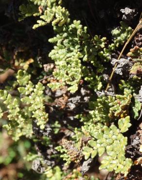 Fotografia 13 da espécie Cheilanthes hispanica no Jardim Botânico UTAD