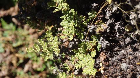 Fotografia da espécie Cheilanthes hispanica