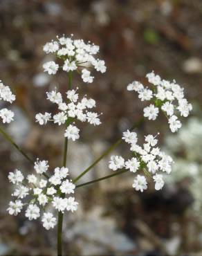 Fotografia 12 da espécie Conopodium majus subesp. marizianum no Jardim Botânico UTAD