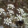 Fotografia 12 da espécie Conopodium majus subesp. marizianum do Jardim Botânico UTAD