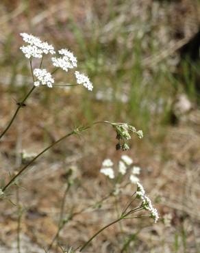 Fotografia 13 da espécie Conopodium majus subesp. marizianum no Jardim Botânico UTAD