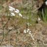 Fotografia 13 da espécie Conopodium majus subesp. marizianum do Jardim Botânico UTAD