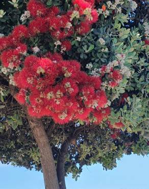 Fotografia 17 da espécie Metrosideros excelsa no Jardim Botânico UTAD