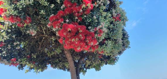 Fotografia da espécie Metrosideros excelsa