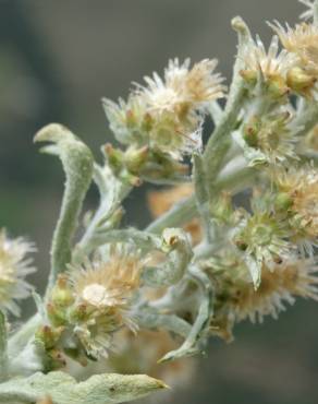 Fotografia 12 da espécie Gamochaeta calviceps no Jardim Botânico UTAD