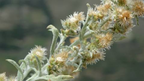 Fotografia da espécie Gamochaeta calviceps