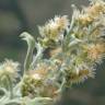 Fotografia 12 da espécie Gamochaeta calviceps do Jardim Botânico UTAD