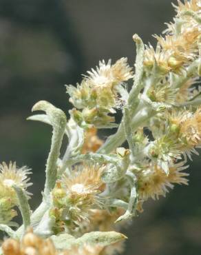 Fotografia 13 da espécie Gamochaeta calviceps no Jardim Botânico UTAD