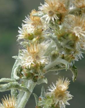 Fotografia 14 da espécie Gamochaeta calviceps no Jardim Botânico UTAD