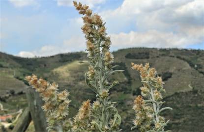 Fotografia da espécie Gamochaeta calviceps