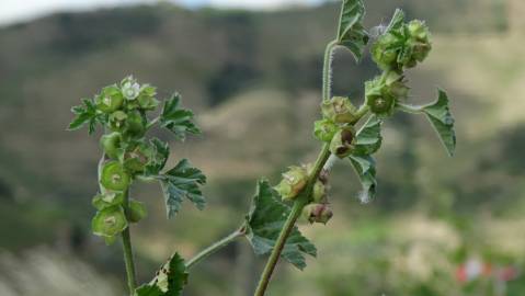 Fotografia da espécie Malva parviflora