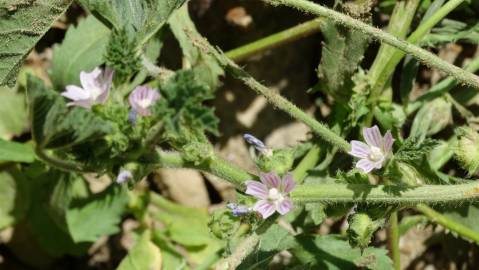 Fotografia da espécie Malva parviflora