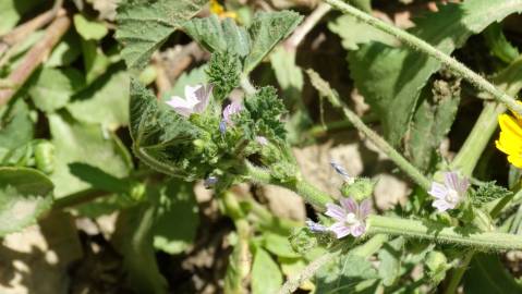 Fotografia da espécie Malva parviflora