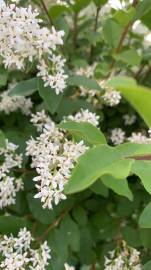 Fotografia da espécie Ligustrum sinense var. sinense