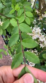 Fotografia da espécie Ligustrum sinense var. sinense