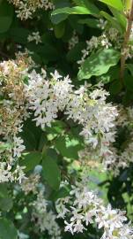 Fotografia da espécie Ligustrum sinense var. sinense