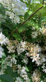 Fotografia da espécie Ligustrum sinense var. sinense