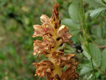 Fotografia da espécie Orobanche rapum-genistae