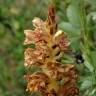 Fotografia 6 da espécie Orobanche rapum-genistae do Jardim Botânico UTAD