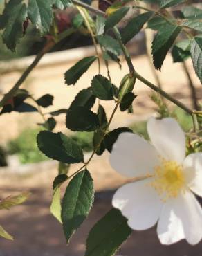 Fotografia 14 da espécie Rosa gallica no Jardim Botânico UTAD