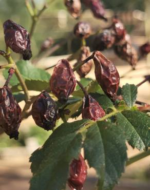 Fotografia 15 da espécie Rosa gallica no Jardim Botânico UTAD