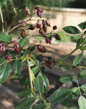 Fotografia 16 da espécie Rosa gallica no Jardim Botânico UTAD