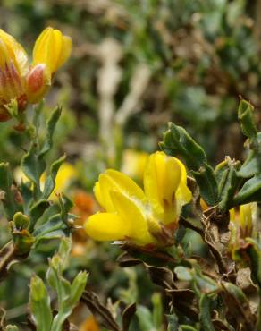 Fotografia 7 da espécie Pterospartum tridentatum subesp. lasianthum no Jardim Botânico UTAD