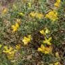 Fotografia 8 da espécie Pterospartum tridentatum subesp. lasianthum do Jardim Botânico UTAD