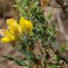 Fotografia 9 da espécie Pterospartum tridentatum subesp. lasianthum do Jardim Botânico UTAD