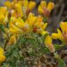 Fotografia 10 da espécie Pterospartum tridentatum subesp. lasianthum do Jardim Botânico UTAD