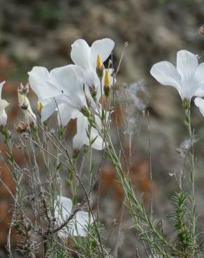 Fotografia 15 da espécie Linum suffruticosum no Jardim Botânico UTAD