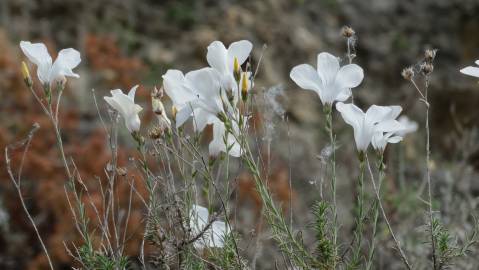 Fotografia da espécie Linum suffruticosum