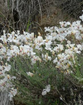 Fotografia 16 da espécie Linum suffruticosum no Jardim Botânico UTAD