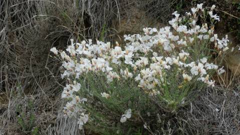 Fotografia da espécie Linum suffruticosum