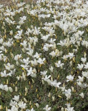 Fotografia 19 da espécie Linum suffruticosum no Jardim Botânico UTAD