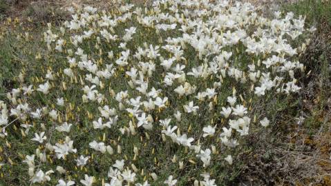 Fotografia da espécie Linum suffruticosum