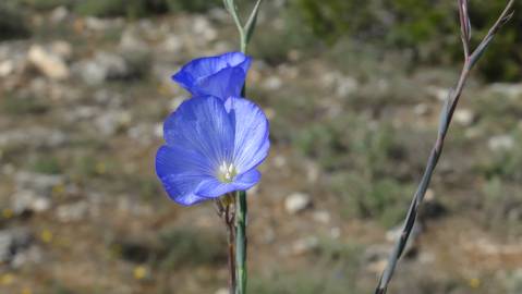 Fotografia da espécie Linum narbonense subesp. narbonense