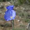 Fotografia 14 da espécie Linum narbonense subesp. narbonense do Jardim Botânico UTAD