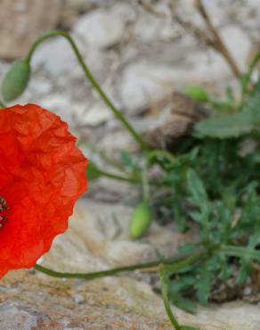 Fotografia 17 da espécie Papaver dubium no Jardim Botânico UTAD