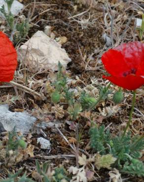 Fotografia 18 da espécie Papaver dubium no Jardim Botânico UTAD