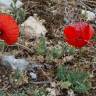 Fotografia 18 da espécie Papaver dubium do Jardim Botânico UTAD