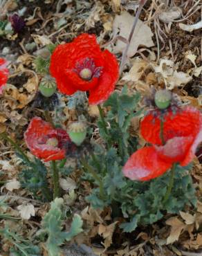 Fotografia 19 da espécie Papaver dubium no Jardim Botânico UTAD