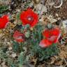 Fotografia 19 da espécie Papaver dubium do Jardim Botânico UTAD